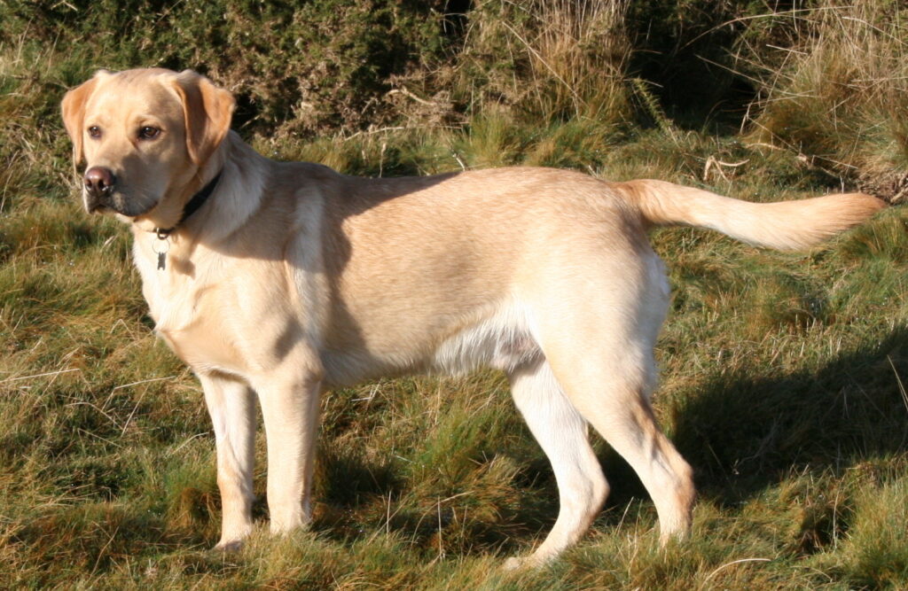 Labrador Retriever Price, Miniature Schnauzer & Doberman Puppies