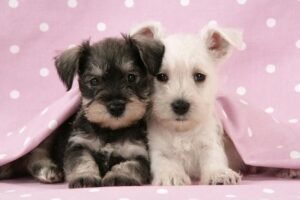 Miniature Schnauzer Puppies, Cockapoo Puppies, and Corgi Dog Price: Complete Guide to Buying Dogs in the UAE