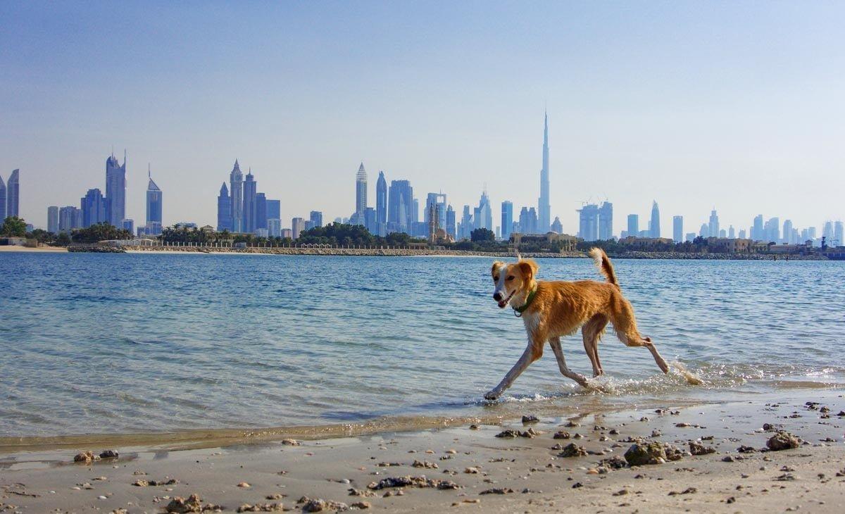 Complete Guide to dog price in uae, maltipoo for sale, and golden retriever price dubai